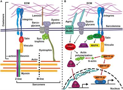 Sensing and Responding of Cardiomyocytes to Changes of Tissue Stiffness in the Diseased Heart